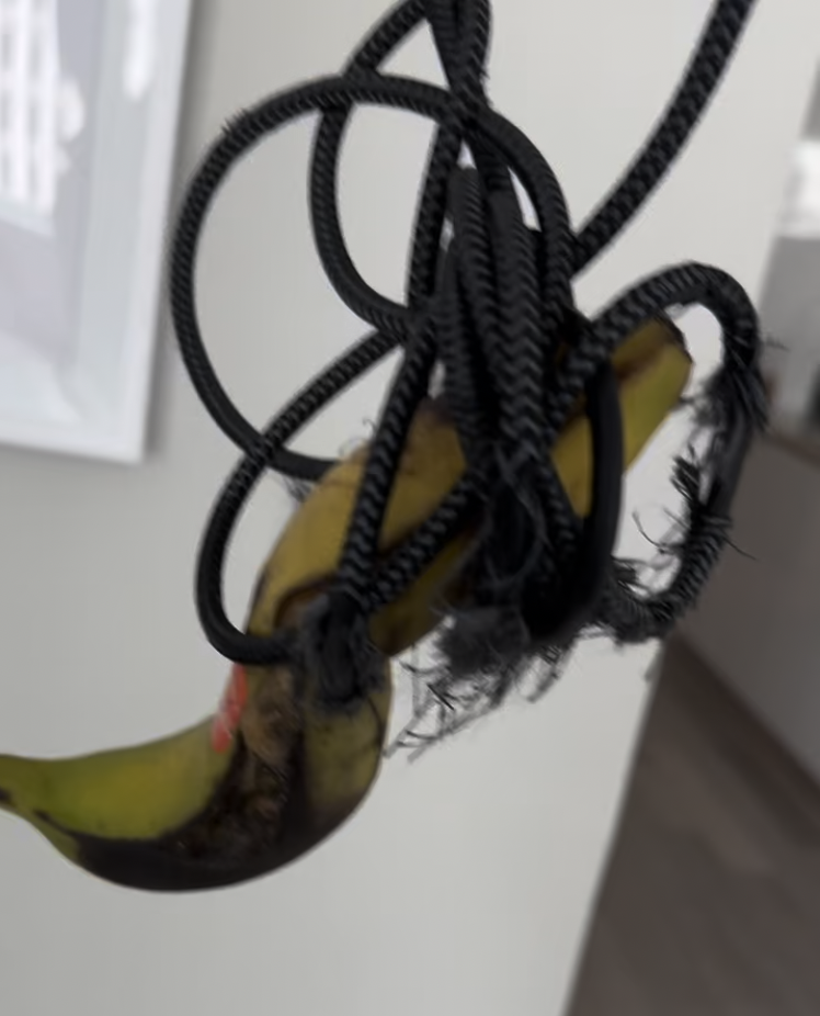 a rotten banana on a frayed data cable leash